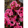 Bergenia 'Pink Dragonfly' | Bergenia cordifolia
