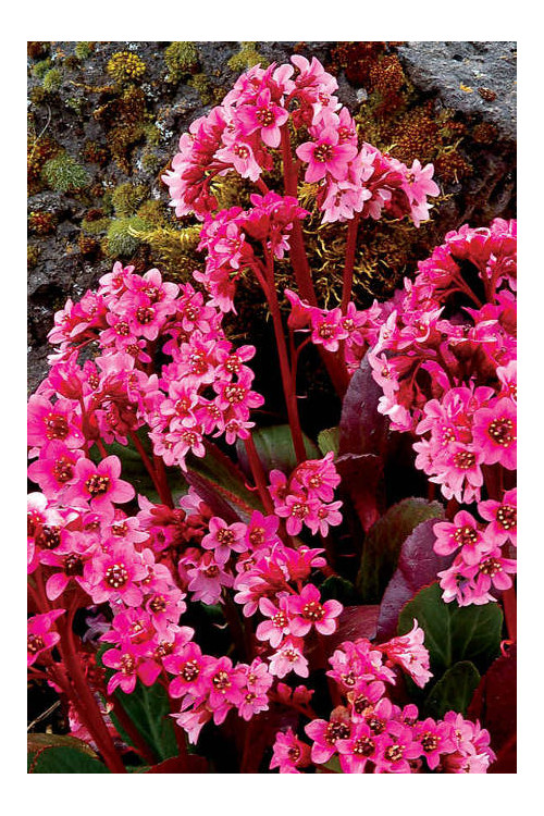 Bergenia 'Pink Dragonfly' | Bergenia cordifolia