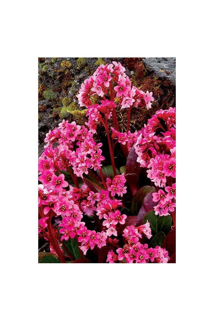 Bergenia 'Pink Dragonfly' | Bergenia cordifolia