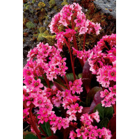 Bergenia 'Pink Dragonfly' | Bergenia cordifolia