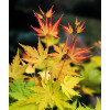 Klon palmowy 'Orange Dream' | Acer palmatum