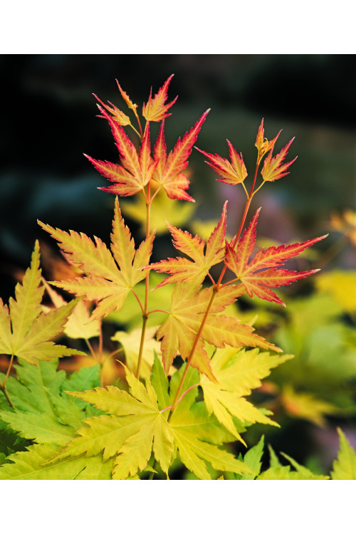 Klon palmowy 'Orange Dream' | Acer palmatum