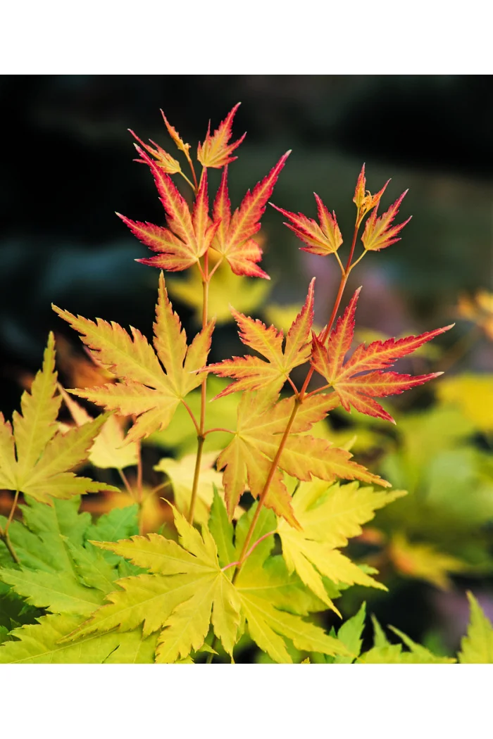 Klon palmowy 'Orange Dream' | Acer palmatum