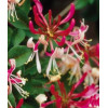 Wiciokrzew pomorski 'Belgica Select' | Lonicera periclymenum