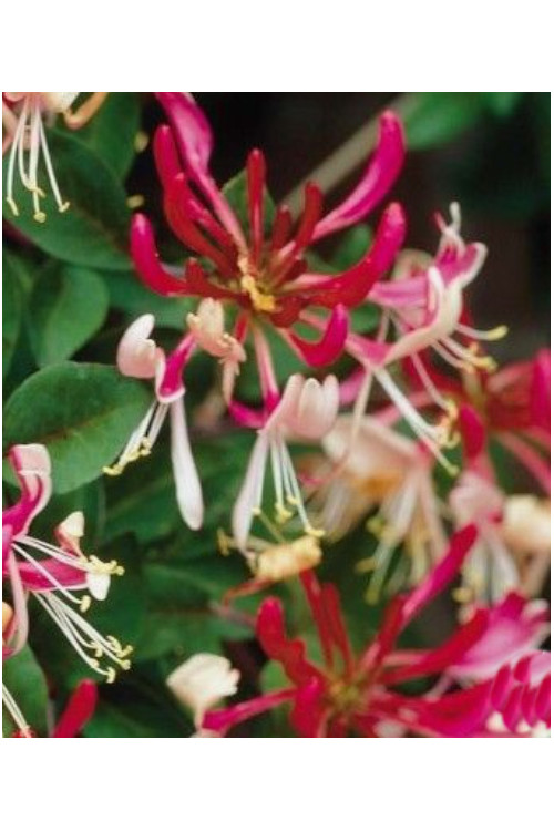 Wiciokrzew pomorski 'Belgica Select' | Lonicera periclymenum