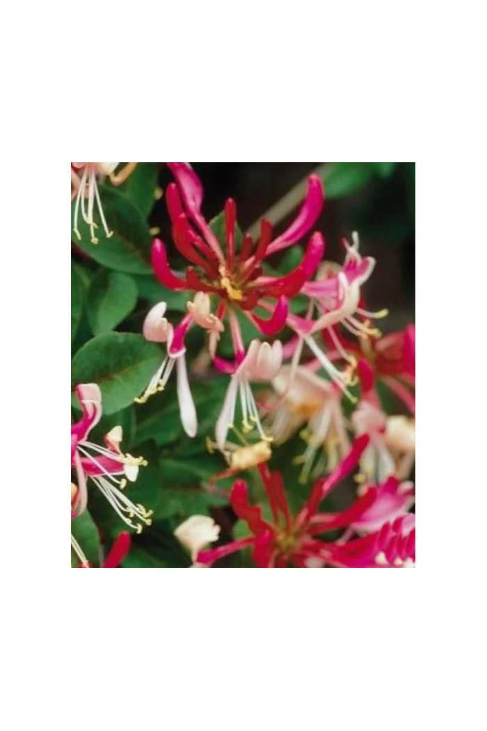 Wiciokrzew pomorski 'Belgica Select' | Lonicera periclymenum