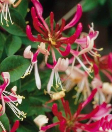 Wiciokrzew pomorski 'Belgica Select' | Lonicera periclymenum
