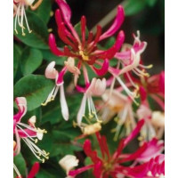 Wiciokrzew pomorski 'Belgica Select' | Lonicera periclymenum