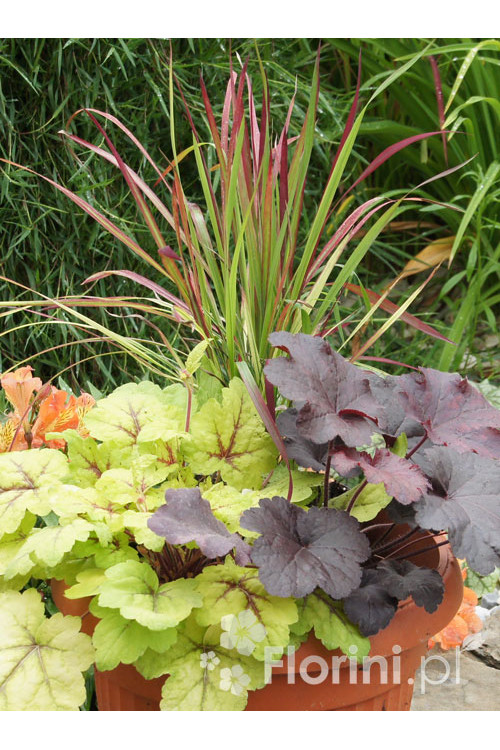 Zestaw nr 5 - barwne trio