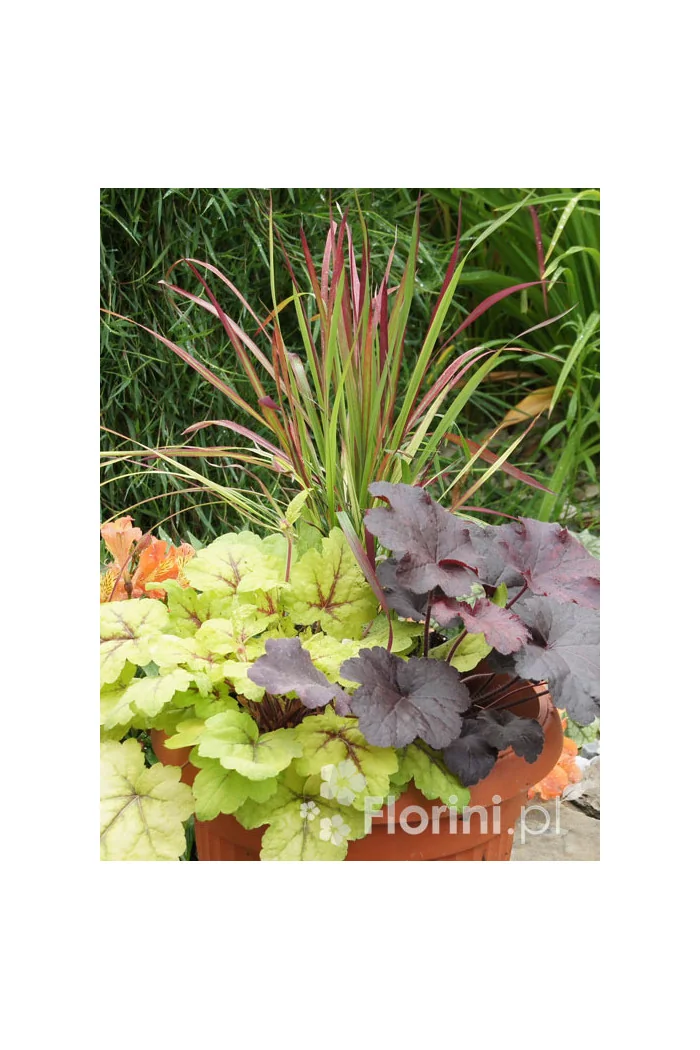 Zestaw nr 5 - barwne trio