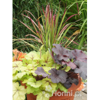 Zestaw nr 5 - barwne trio