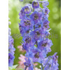 Ostróżka ogrodowa 'Dark Blue Black Bee' | Delphinium