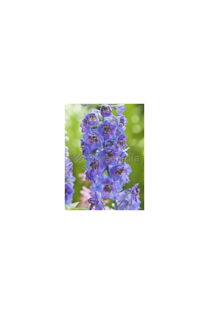 Ostróżka ogrodowa 'Dark Blue Black Bee' | Delphinium