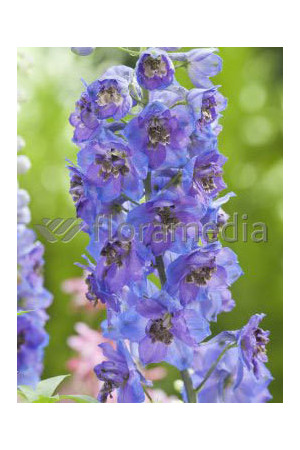 Ostróżka ogrodowa 'Dark Blue Black Bee' | Delphinium
