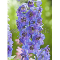 Ostróżka ogrodowa 'Dark Blue Black Bee' | Delphinium