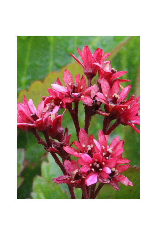 Mukgenia 'Nova Flame' Mukgenia