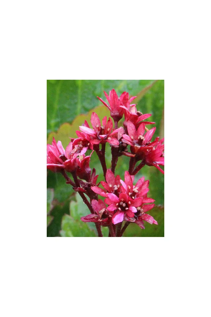 Mukgenia 'Nova Flame' Mukgenia