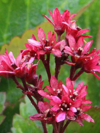 Mukgenia 'Nova Flame' Mukgenia