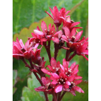 Mukgenia 'Nova Flame' Mukgenia