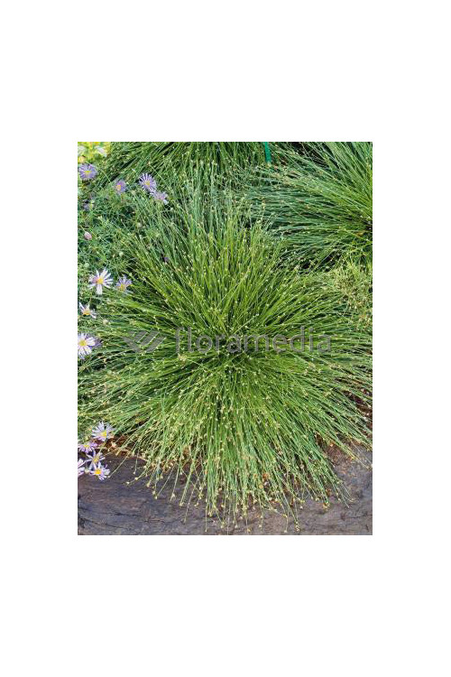 Sitniczka zwisła | Isolepis cernua