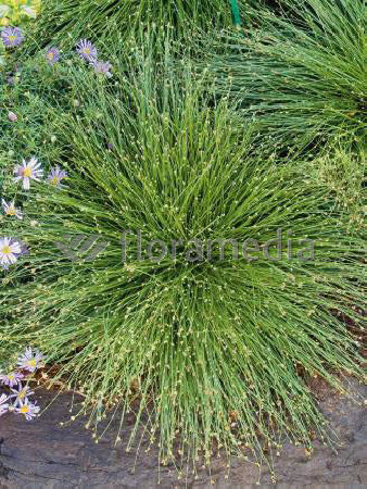 Sitniczka zwisła | Isolepis cernua