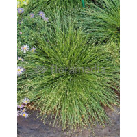 Sitniczka zwisła | Isolepis cernua