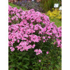 Floks 'wiechowaty Flame Pink Eye' Phlox panniculata