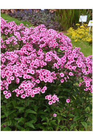 Floks 'wiechowaty Flame Pink Eye' Phlox panniculata
