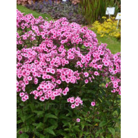 Floks 'wiechowaty Flame Pink Eye' Phlox panniculata