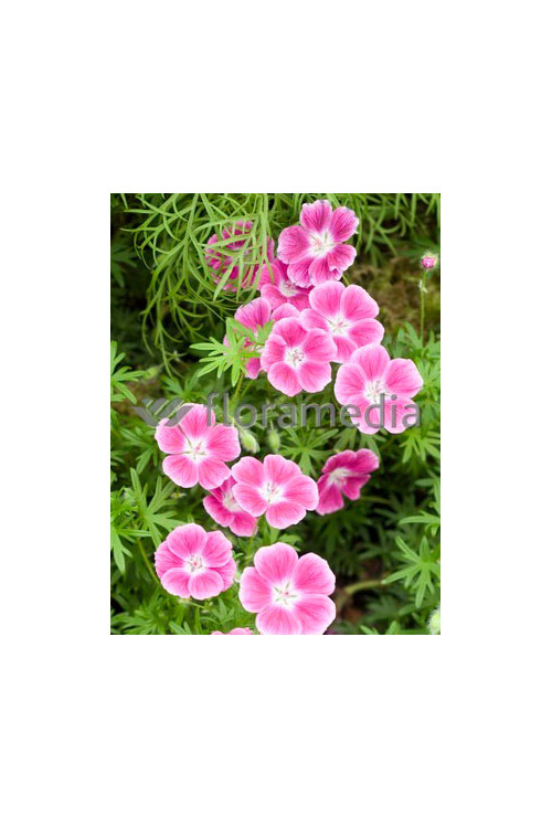 Bodziszek czerwony 'Elke' Geranium sanguineum