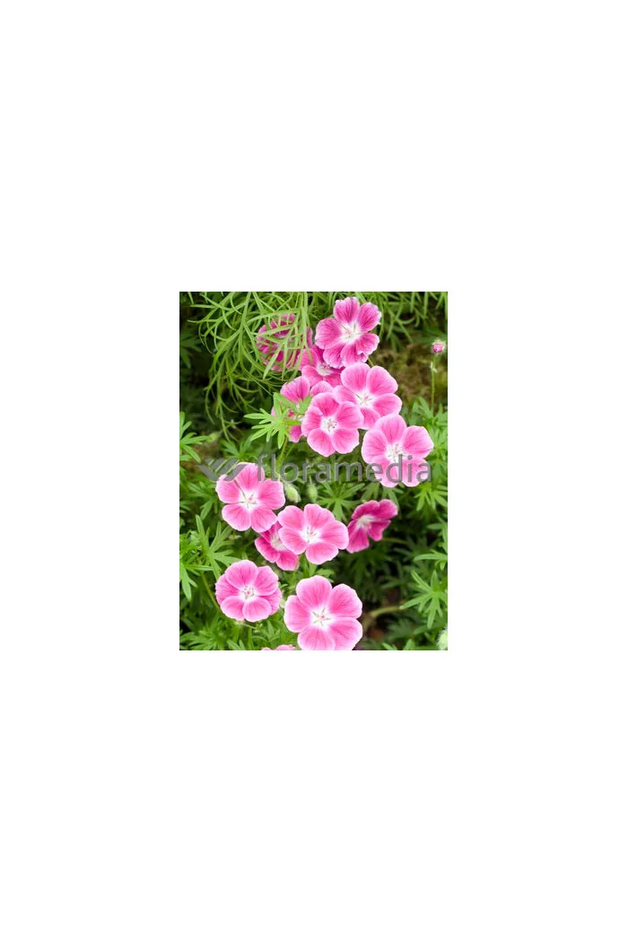 Bodziszek czerwony 'Elke' Geranium sanguineum