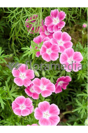 Bodziszek czerwony 'Elke' Geranium sanguineum