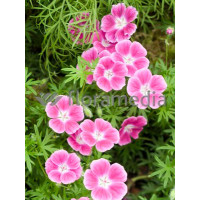 Bodziszek czerwony 'Elke' Geranium sanguineum