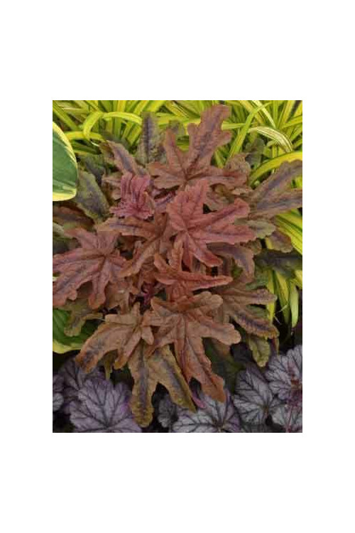 Żuraweczka 'Red Rover | Heucherella