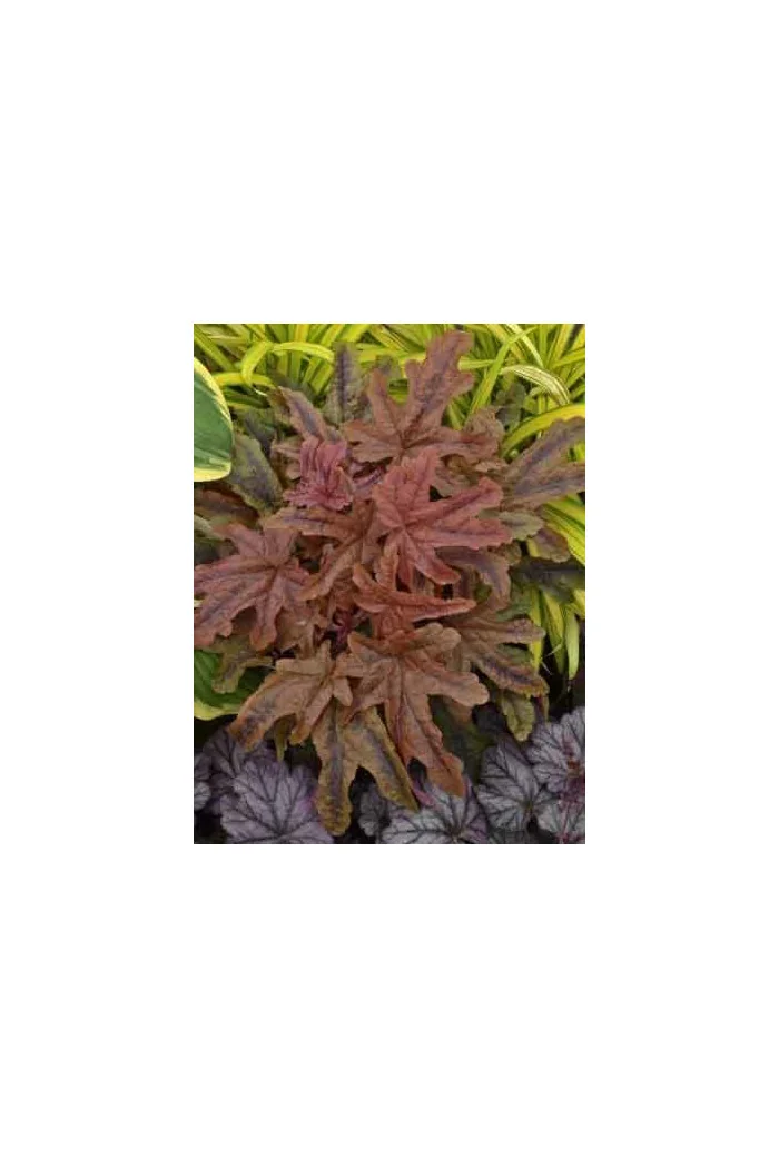 Żuraweczka 'Red Rover | Heucherella