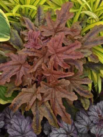 Żuraweczka 'Red Rover | Heucherella