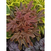 Żuraweczka 'Red Rover | Heucherella