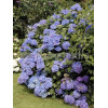 Hortensja ogrodowa 'Gerda Steiniger' Hydrangea macrophylla