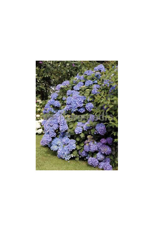 Hortensja ogrodowa 'Gerda Steiniger' Hydrangea macrophylla