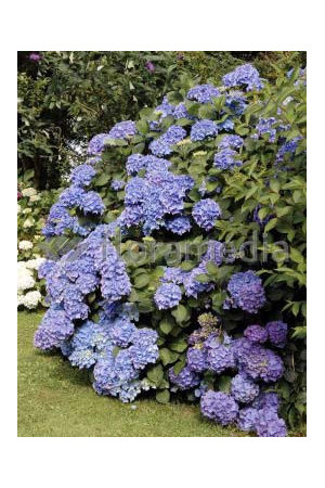 Hortensja ogrodowa 'Gerda Steiniger' Hydrangea macrophylla