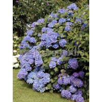 Hortensja ogrodowa 'Gerda Steiniger' Hydrangea macrophylla