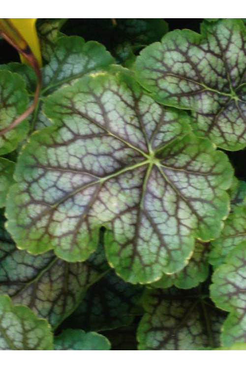 Żurawka 'Gauguin' Heuchera