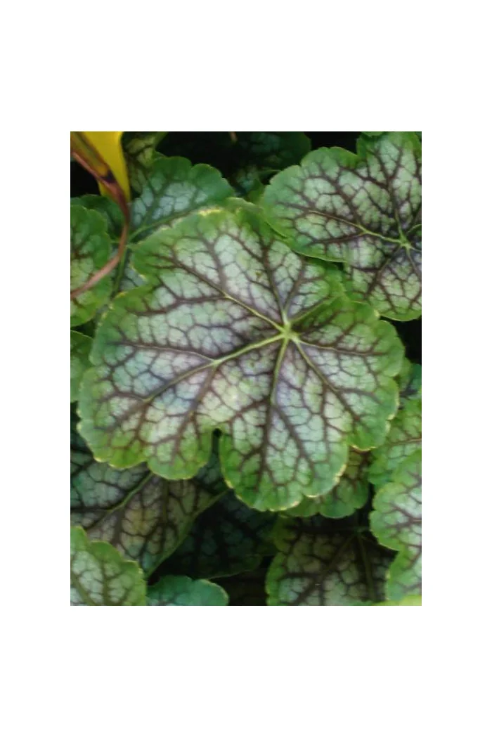 Żurawka 'Gauguin' Heuchera