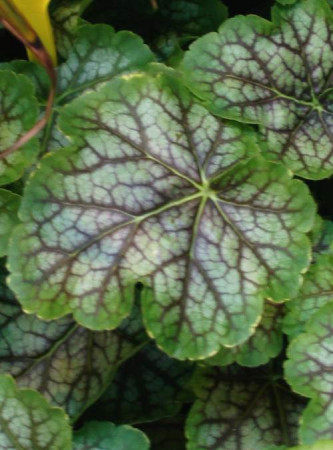 Żurawka 'Gauguin' Heuchera