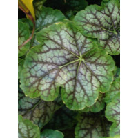Żurawka 'Gauguin' Heuchera