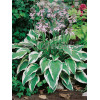 Funkia 'Antioch' Hosta