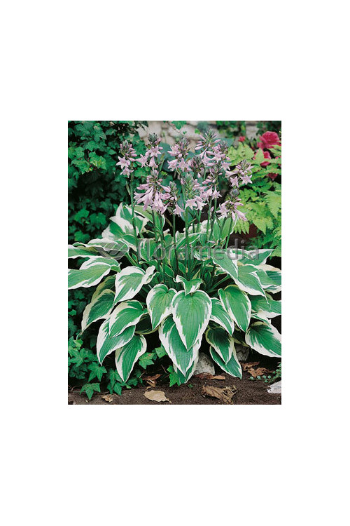 Funkia 'Antioch' Hosta