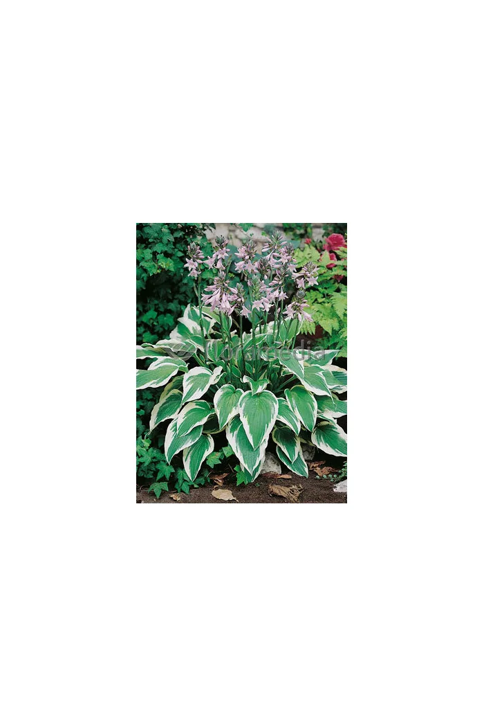 Funkia 'Antioch' Hosta