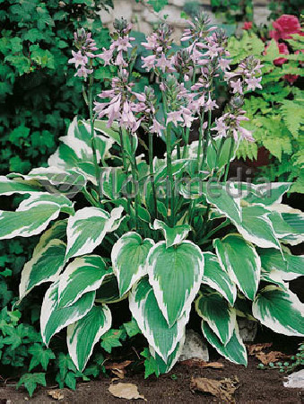 Funkia 'Antioch' Hosta