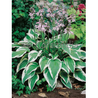 Funkia 'Antioch' Hosta